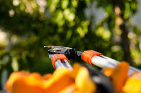 gardening secateurs for cutting branches on white backgroundの写真素材