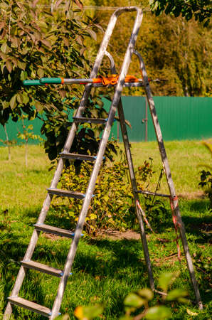 Seasonal pruning trees with pruning shears. Gardener pruning fruit trees with pruning shears. Taking care of garden. Cutting tree branch.の写真素材
