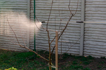 Seasonal treatment of fruit trees with drugs against insects and garden diseases. Garden works: seasonal processing of fruit trees from pests. Garden conceptの写真素材