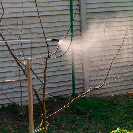 Seasonal treatment of fruit trees with drugs against insects and garden diseases. Garden works: seasonal processing of fruit trees from pests. Garden conceptの写真素材