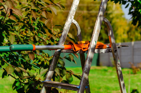 gardening secateurs for cutting branches on white backgroundの写真素材