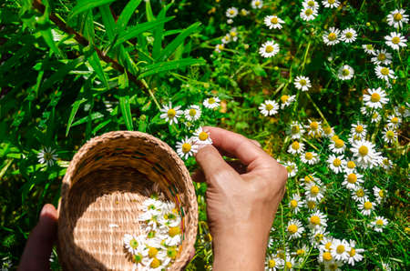 Woman harvesting chamomile flower heads on the meadow. Alternative medicine Spring Daisy.の写真素材