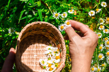 Woman harvesting chamomile flower heads on the meadow. Alternative medicine Spring Daisy.の写真素材