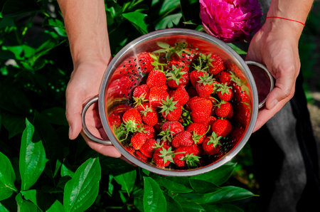Red strawberries harvested in the garden. Seasonal harvesting of strawberriesの写真素材