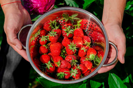 Red strawberries harvested in the garden. Seasonal harvesting of strawberriesの写真素材