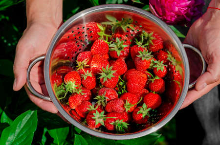 Red strawberries harvested in the garden. Seasonal harvesting of strawberriesの写真素材