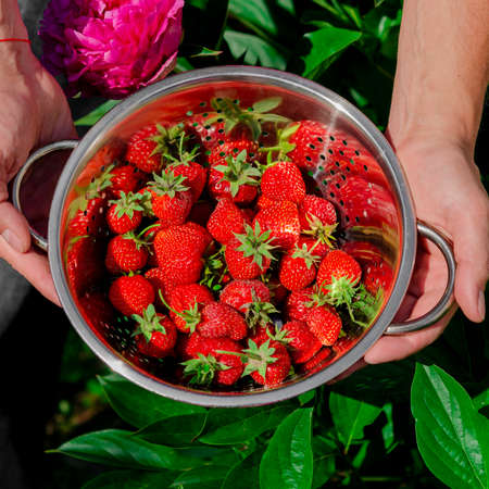 Red strawberries harvested in the garden. Seasonal harvesting of strawberriesの写真素材