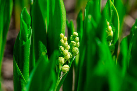 Freshness of spring macro closeup inflorescence of blooming Lily of the valley, also known as Convallaria majalis flower. Dynamic white blossoms in sunlight. fresh leaves natural background.の写真素材