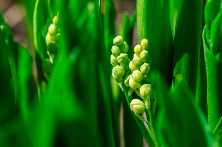 Freshness of spring macro closeup inflorescence of blooming Lily of the valley, also known as Convallaria majalis flower. Dynamic white blossoms in sunlight. fresh leaves natural background.の写真素材