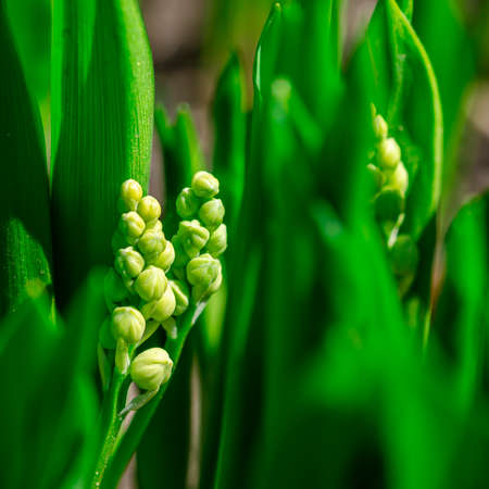 Freshness of spring macro closeup inflorescence of blooming Lily of the valley, also known as Convallaria majalis flower. Dynamic white blossoms in sunlight. fresh leaves natural background.の写真素材
