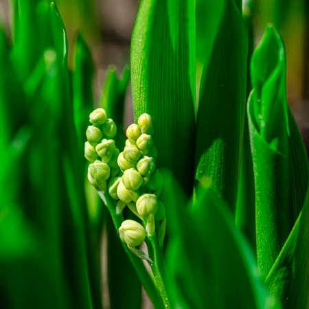 Freshness of spring macro closeup inflorescence of blooming Lily of the valley, also known as Convallaria majalis flower. Dynamic white blossoms in sunlight. fresh leaves natural background.の写真素材