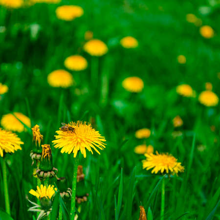 A field of bright yellow dandelions in a spring garden. Springの写真素材