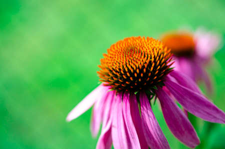 Echinacea purpurea or eastern purple coneflower or purple coneflower, hedgehog coneflower, or echinacea, is a North American species of flowering plant in the sunflower familyの写真素材
