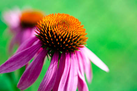 Echinacea purpurea or eastern purple coneflower or purple coneflower, hedgehog coneflower, or echinacea, is a North American species of flowering plant in the sunflower familyの写真素材