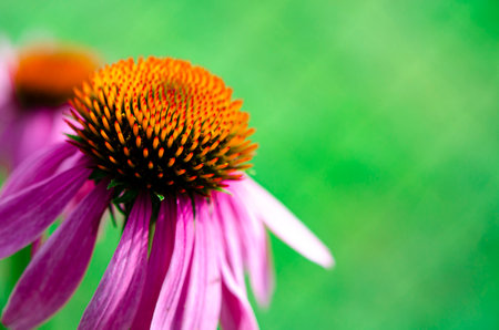 Echinacea purpurea or eastern purple coneflower or purple coneflower, hedgehog coneflower, or echinacea, is a North American species of flowering plant in the sunflower familyの写真素材