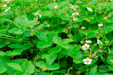 fresh bushes flowers and leaves of strawberries plants in the garden top view green foliage. gardeningの写真素材