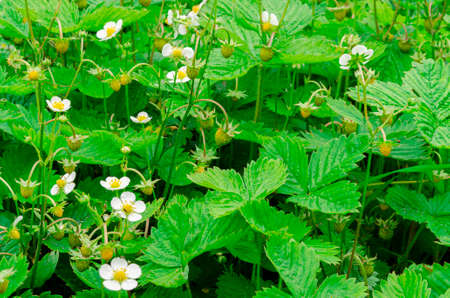 fresh bushes flowers and leaves of strawberries plants in the garden top view green foliage. gardeningの写真素材