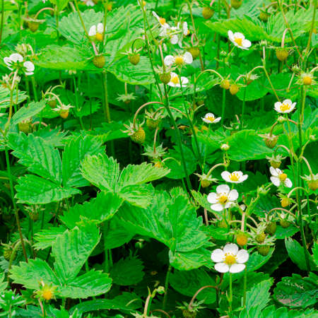 fresh bushes flowers and leaves of strawberries plants in the garden top view green foliage. gardeningの写真素材