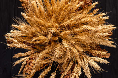 Bunch of ripe cereal. Mix of wheat ears, rye, barley and oats on black backgroundの写真素材