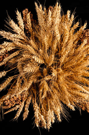 Bunch of ripe cereal. Mix of wheat ears, rye, barley and oats on black backgroundの写真素材
