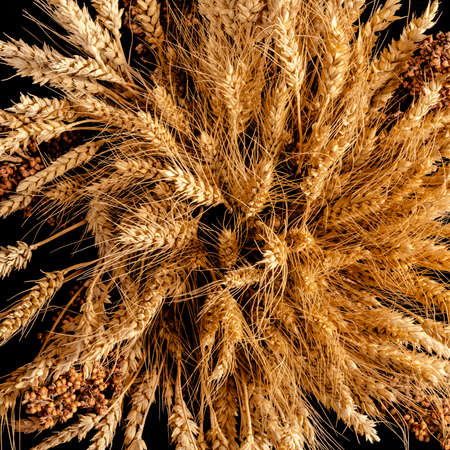 Bunch of ripe cereal. Mix of wheat ears, rye, barley and oats on black backgroundの写真素材