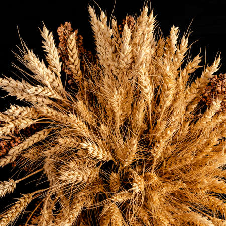 Bunch of ripe cereal. Mix of wheat ears, rye, barley and oats on black backgroundの写真素材