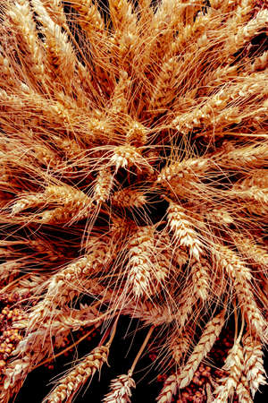 Bunch of ripe cereal. Mix of wheat ears, rye, barley and oats on black backgroundの写真素材
