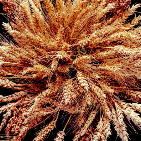 Bunch of ripe cereal. Mix of wheat ears, rye, barley and oats on black backgroundの写真素材