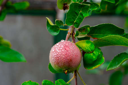Ripe red apple on the branch with dew drops. Gardeningの写真素材
