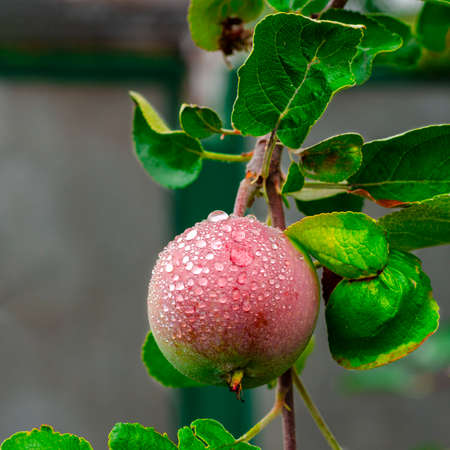Ripe red apple on the branch with dew drops. Gardeningの写真素材