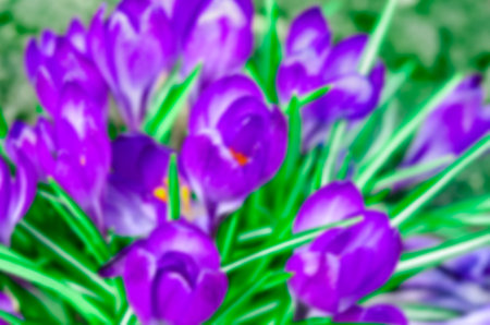blurred. Crocus sativus, commonly known as saffron crocus, or autumn crocus. Spring background, banner or posterの写真素材