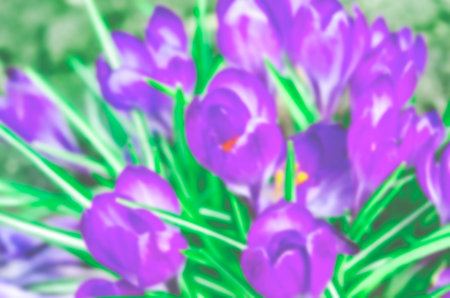 blurred. Crocus sativus, commonly known as saffron crocus, or autumn crocus. Spring background, banner or posterの写真素材