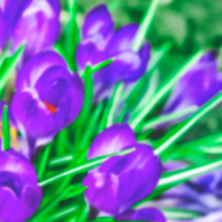 blurred. Crocus sativus, commonly known as saffron crocus, or autumn crocus. Spring background, banner or posterの写真素材