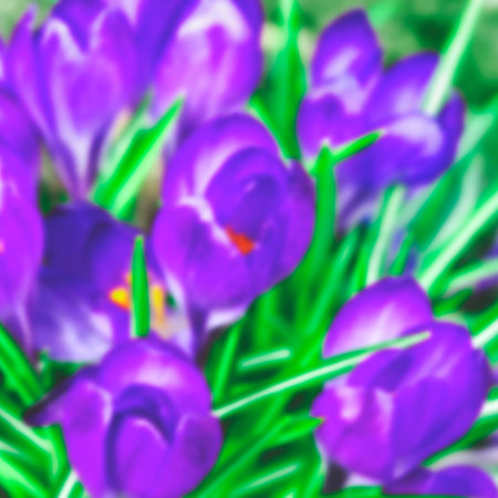 blurred. Crocus sativus, commonly known as saffron crocus, or autumn crocus. Spring background, banner or posterの写真素材