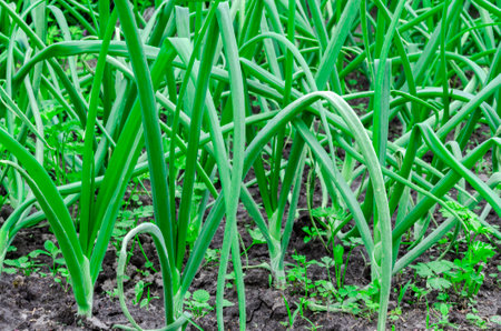 green onions growing in the garden. spring vegetables.の写真素材