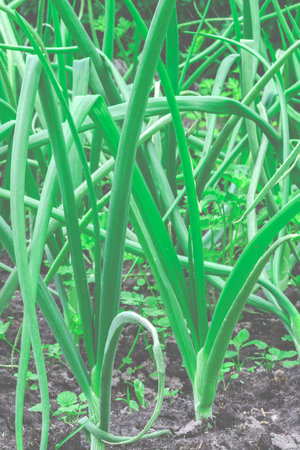 green onions growing in the garden. spring vegetables.の写真素材