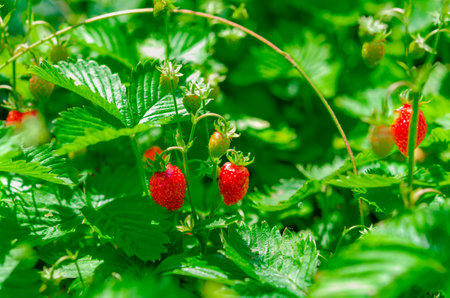 Red and green strawberry berries in wild meadow, close up. Wild strawberries bush in forest, macro, closeupの写真素材