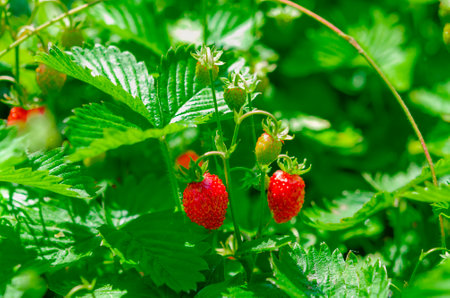 Red and green strawberry berries in wild meadow, close up. Wild strawberries bush in forest, macro, closeupの写真素材