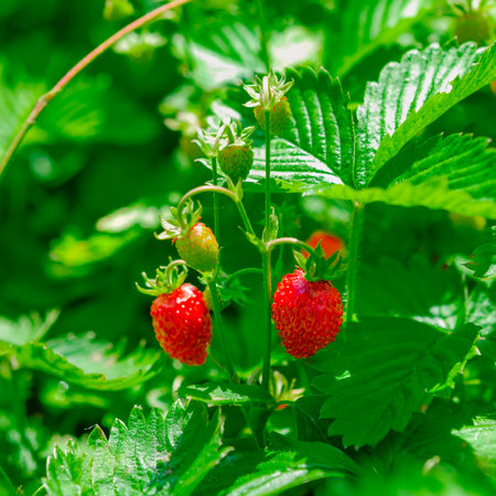 Red and green strawberry berries in wild meadow, close up. Wild strawberries bush in forest, macro, closeupの写真素材