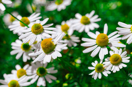 Chamomile flower field. Camomile in the nature. Field of camomiles at sunny day at natureの写真素材
