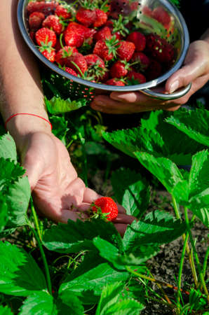Garden berries. The farmers collection of organic strawberriesの写真素材