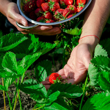 Garden berries. The farmers collection of organic strawberriesの写真素材