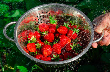 Ripe organic strawberries collected in the garden and ready to eatの写真素材