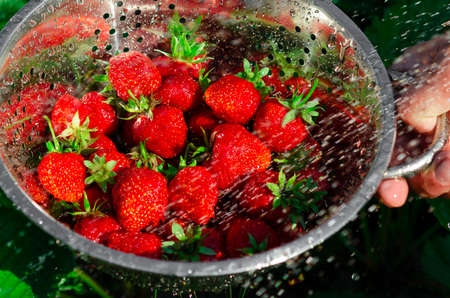 Freshly harvested organic strawberries. Harvesting ripe strawberriesの写真素材