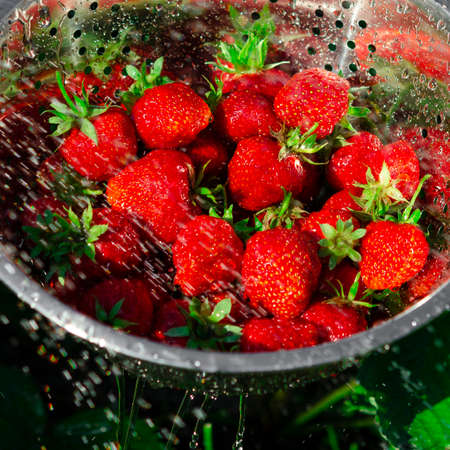 Freshly harvested organic strawberries. Harvesting ripe strawberriesの写真素材