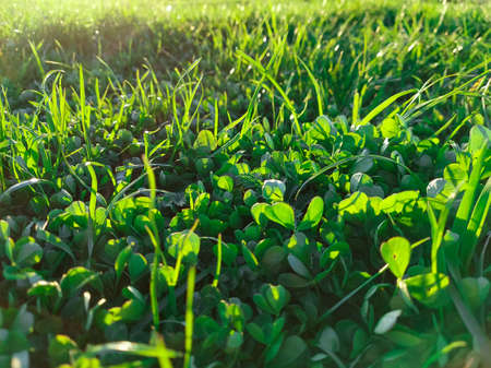 Spring green lawn in the rays of the sun close-up. green grassの写真素材