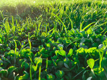 Spring green lawn in the rays of the sun close-up. green grassの写真素材