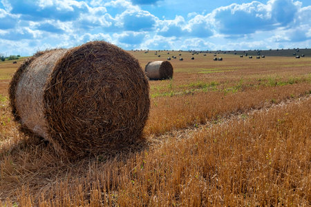 Agriculture field with sky. Rural nature in the farm land. Straw on the meadow. Wheat yellow golden harvest in summerの写真素材