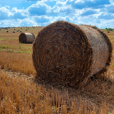 Agriculture field with sky. Rural nature in the farm land. Straw on the meadow. Wheat yellow golden harvest in summerの写真素材