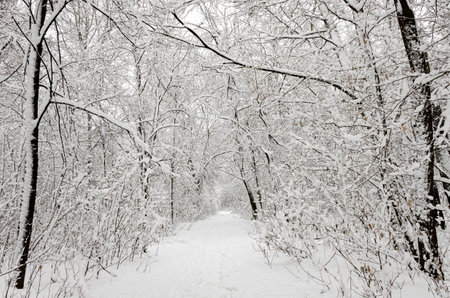 Traces on the white snow that leads to a dark forest covered with snow. Winter footprintsの写真素材